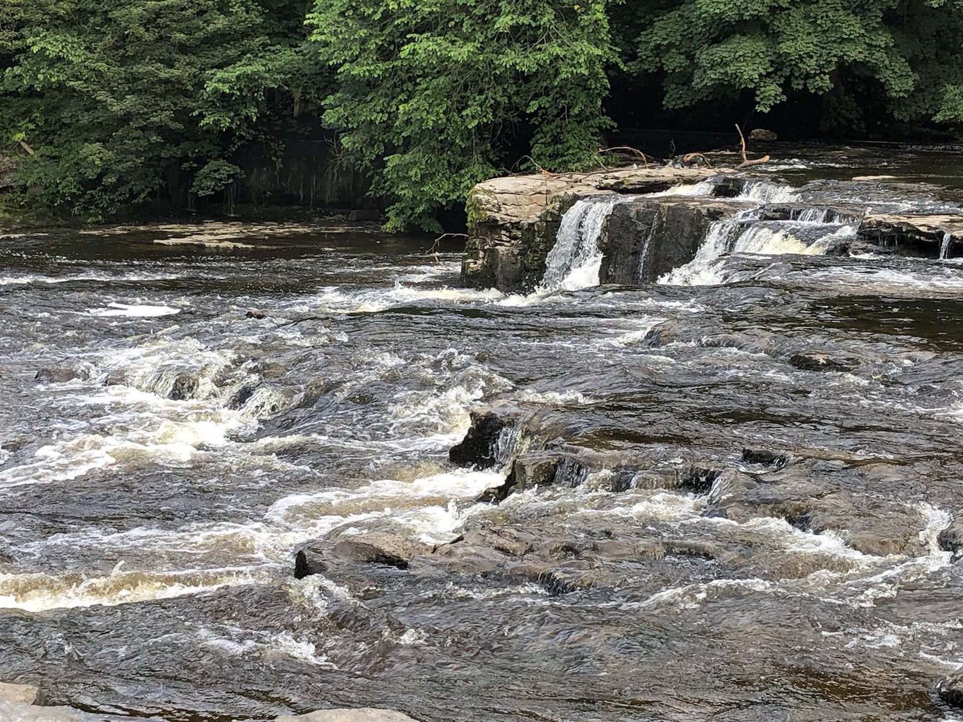 Close-up of gentle river rapids flowing over rocks surrounded by green trees